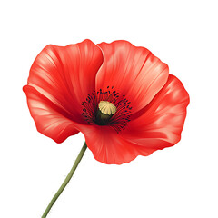 Vibrant red poppy flower with detailed petals and stem Keywords: poppy, red, flower, floral isolated on a transparent background