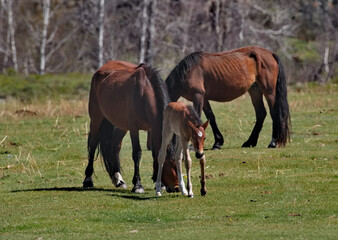 Fototapeta premium Russia. mountain Altai. Peacefully grazing horses with foals in the spring mountain steppes along the Chuisky highway.