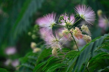 Schlafbaum/Seidenbaum-1