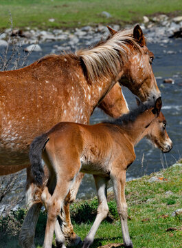 Russia. mountain Altai. Peacefully grazing horses with foals in the spring mountain steppes along the Chuisky highway.