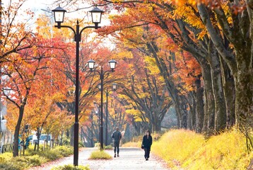 名古屋市、名城公園の紅葉並木