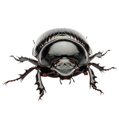 This image captures a detailed view of a beetle, showcasing its unique elytra and antennae. The beetle appears to be metallic, with a shiny carapace