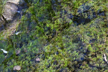 秋の上高地　苔