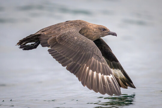 South Polar Skua flying over ocean water