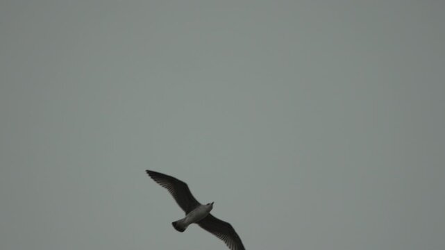 Seagull flying sky single wild bird soaring above gray clouds