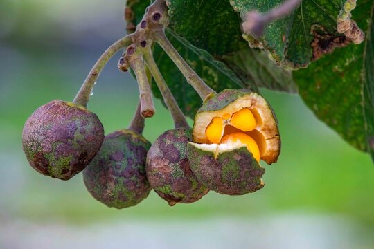 Ripe fruits of pequi Caryocar brasiliense, a typical fruit of the Brazilian Cerrado biome.