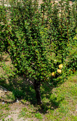 Close up of Quince-tree (Cydonia oblonga)
