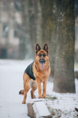 german shepherd dog