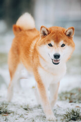 Shiba Inu in the snow