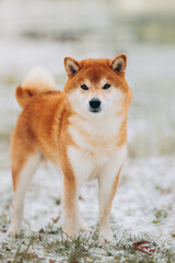Shiba Inu in the snow