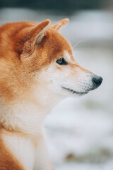 Shiba Inu in the snow