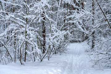 Winter pine forest after snowfall. Winter landscape.