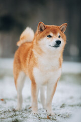 Shiba Inu in the snow