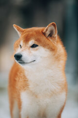Shiba Inu in the snow