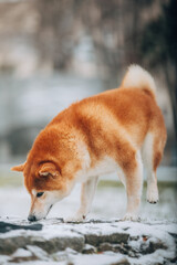 Shiba Inu in the snow