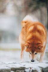 Shiba Inu in the snow