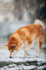 Shiba Inu in the snow