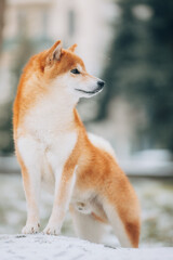 Shiba Inu in the snow