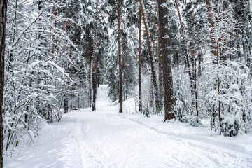 Winter pine forest after snowfall. Winter landscape.