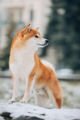 Shiba Inu in the snow