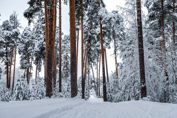 Winter pine forest after snowfall. Winter landscape.