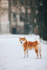 Shiba Inu in the snow