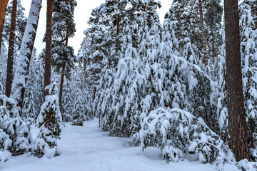 Winter pine forest after snowfall. Winter landscape.