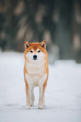 Shiba Inu in the snow