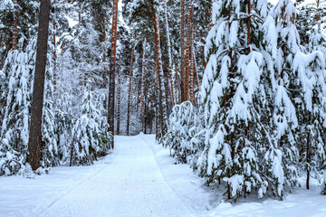 Winter pine forest after snowfall. Winter landscape.