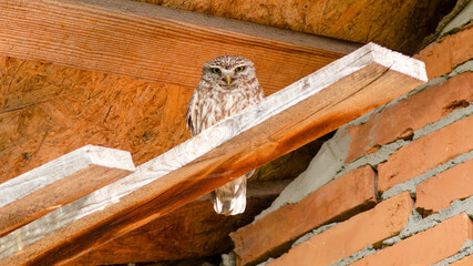 old brick wall © lazalnik