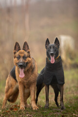 Fototapeta premium german shepherd dog