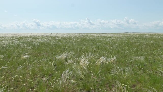 Feather grass steppe. Great steppe landscape