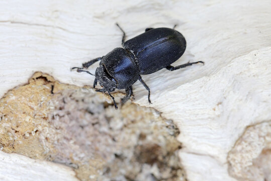 Lesser stag beetle, Dorcus parallelipipedus. Species of stag beetle found in Europe. Beetle in the larval development site, in wood with white mycelium and visible feeding area.