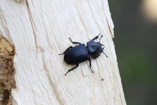 Lesser stag beetle, Dorcus parallelipipedus. Species of stag beetle found in Europe. Beetle in the larval development site, in wood with white mycelium and visible feeding area.