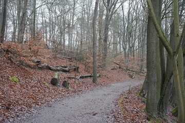 Winterlicher Fu&szlig;weg durch kahle B&auml;ume im Grunewald am  Schlachtensee in Berlin an einem grauen, bew&ouml;lkten Tag