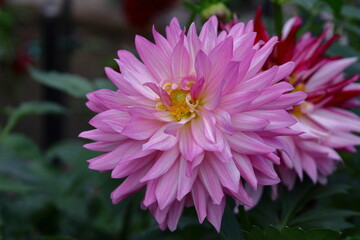 色鮮やかな大輪