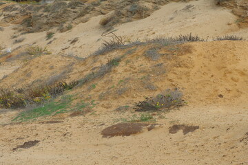 Sand dunes on the coast of the Atlantic Ocean in Portugal. © Viktor