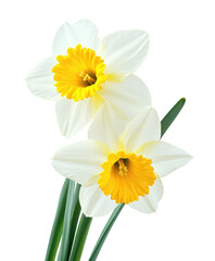 white daffodils with bright yellow core isolated on white or transparent png