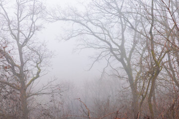 Mysterious, moody and eerie foggy forest landscape with misty woods, dense haze, silent trees and an atmospheric, cinematic feeling of solitude and mystery.