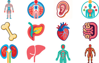 Human Anatomy and Muscular System Icon Set Including Muscles, Bones, Joints, Hands, Feet, Body Parts and Medical Anatomy Symbols &ndash; Flat Healthcare, Fitness and Medical Illustration Collection