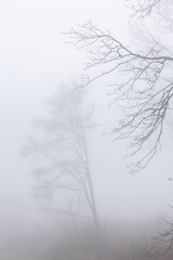 Mysterious, moody and eerie foggy forest landscape with misty woods, dense haze, silent trees and an atmospheric, cinematic feeling of solitude and mystery.