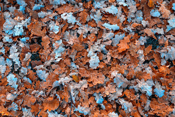 Colorful autumn leaves blanket the forest floor, creating a vibrant mix of reds, oranges, and yellows during peak fall season.