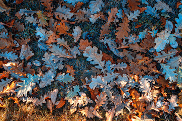 Colorful autumn leaves blanket the forest floor, creating a vibrant mix of reds, oranges, and yellows during peak fall season.