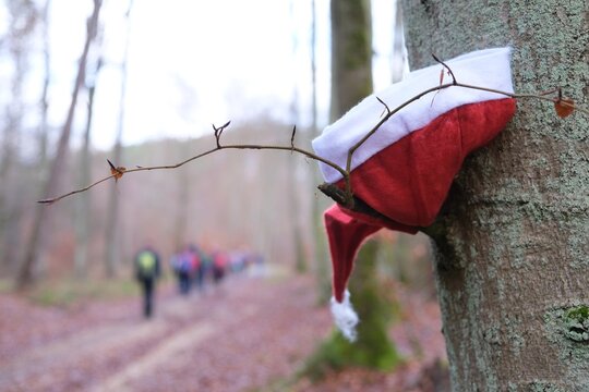 Lost Santa hat hangs on branch in forest. Group of people walking on forest road in background.
