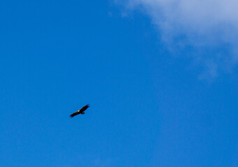 Fototapeta premium Solitary bird soars against clear blue sky
