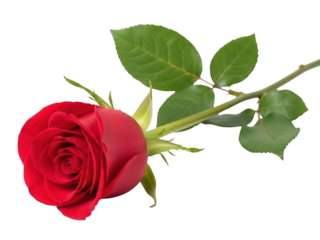 Two blank presentation boards isolated on transparent background