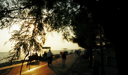 Seaside Road With Trees At Golden Hour