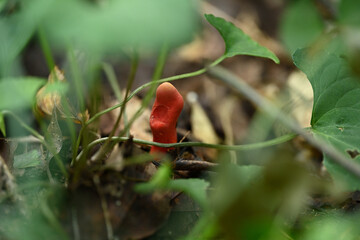 猛毒キノコのカエンタケ（触れるだけで危険なキノコ）