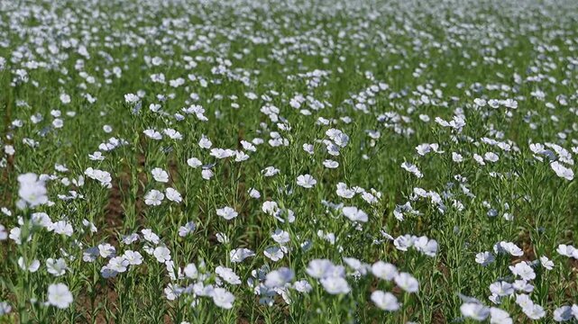 Blooming flax field closeup. Selective focus