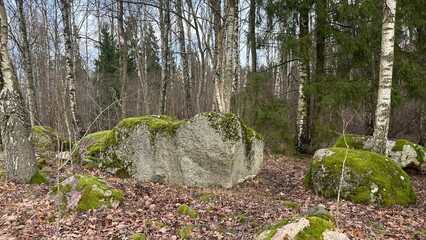 A single large moss-covered boulder standing out in a forest, surrounded by trees and fallen leaves.  © Donatas